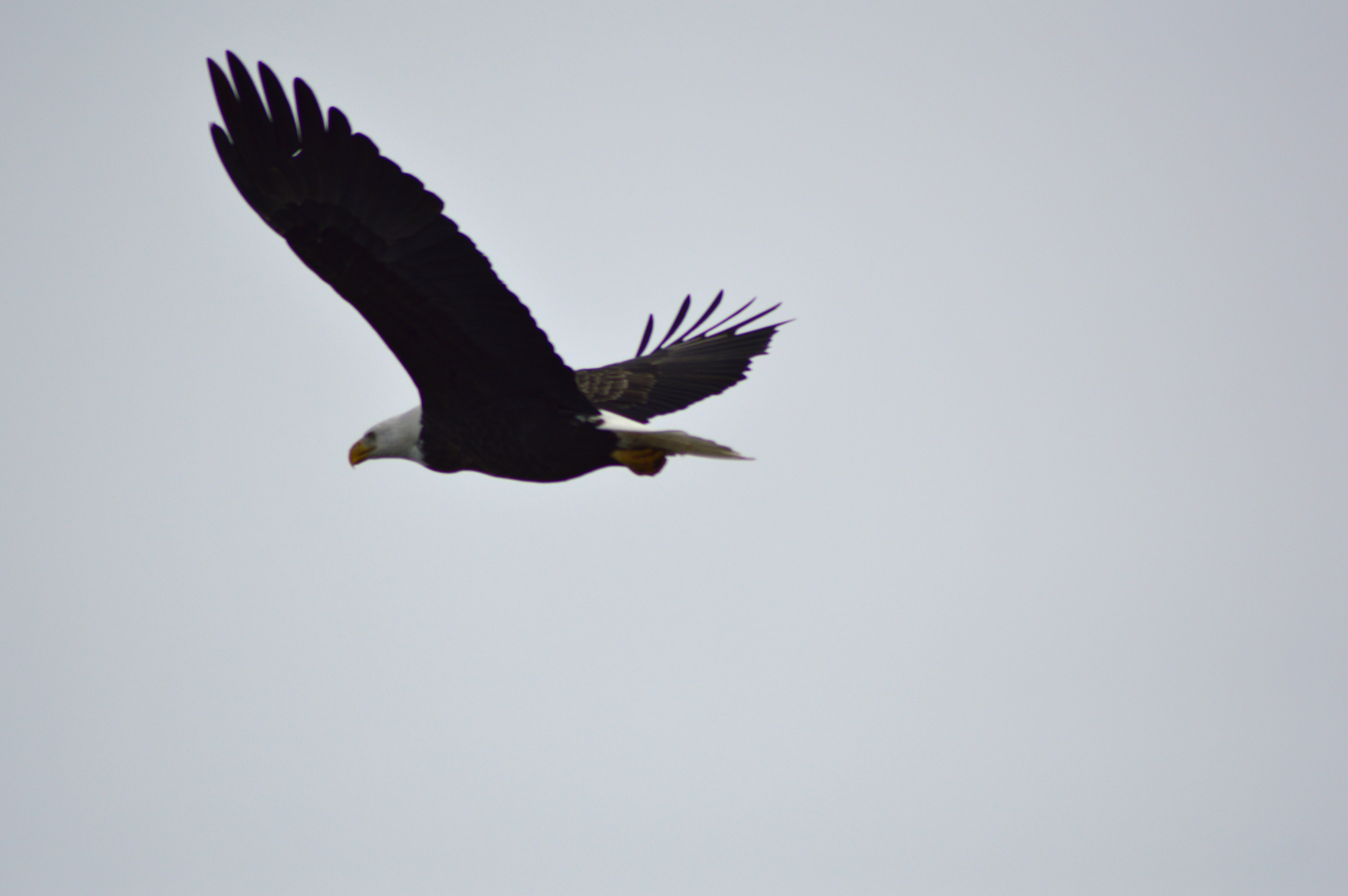 Bald Eagle Watching 12-29-30 132